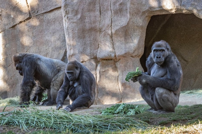 JAV zoologijos sode koronavirusu užsikrėtė gorilos