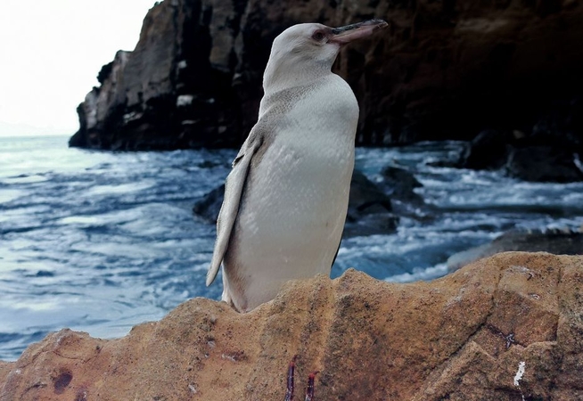 Galapagų salose pastebėtas visiškai baltas pingvinas