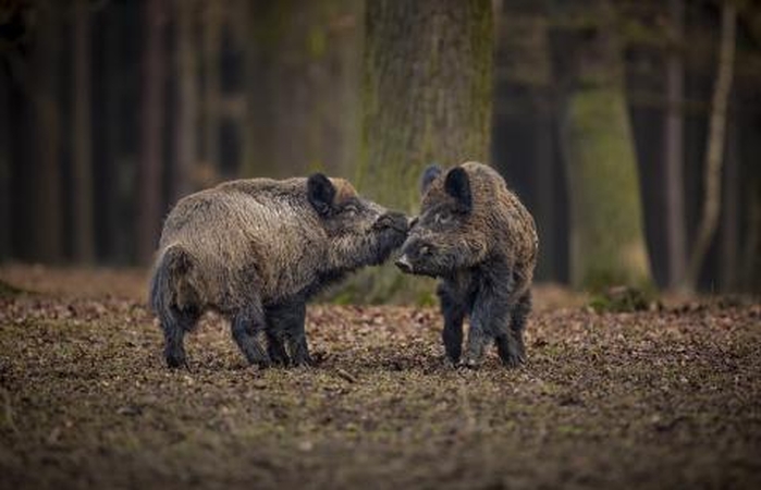 Siekiant AKM likvidavimo metu patirtų nuostolių atlyginimo privaloma  apie AKM įtarimą