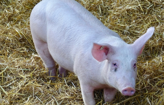 Dėmesio kiaulių augintojai: vasaros sezonu ypač plečiasi AKM užkrėstos zonos