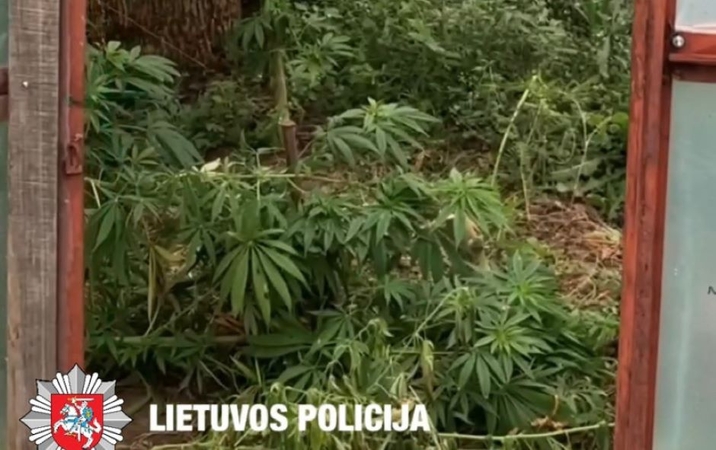 Nuošaliame vienkiemyje pareigūnai aptiko šiltnamiuose augančias kanapes
