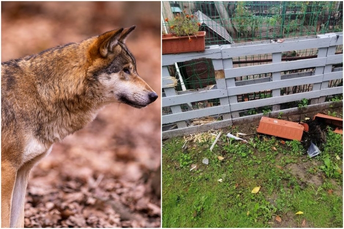 Kėsinosi: beglobių gyvūnų prieglaudą naktį atakavo itin įsiutęs gyvūnas, kuris nepabūgo keturių didžiulių šunų už tvoros.