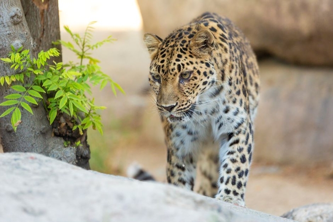 Amūrinė leopardė leidosi į amžinąją medžioklę