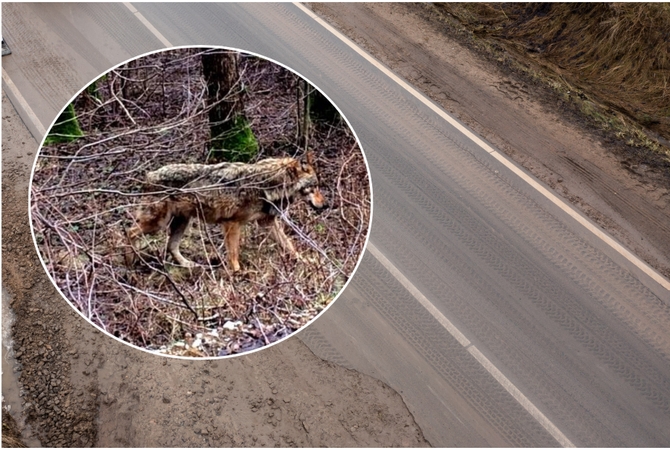 Akistata: Klaipėdos rajono gyventojai ir anksčiau yra fiksavę pavienius vilkus pakelėse, tačiau apie vilkų gaują prie kelio pranešta pirmą kartą.