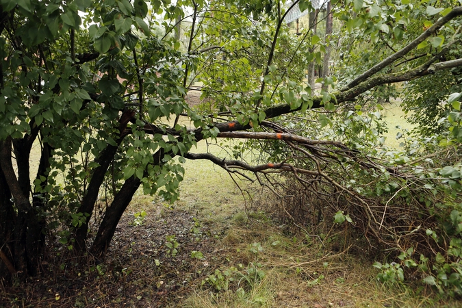 Pratęstas apklausos dėl Girulių miško terminas: suteikė paskutinę galimybę pareikšti nuomonę