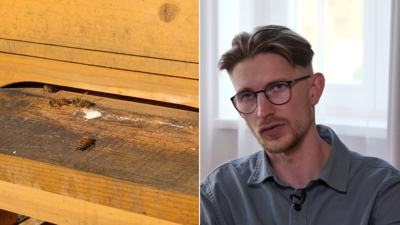 Buvęs emigrantas Paulius finansininko karjerą Londone iškeitė į bitininkystę Lietuvoje