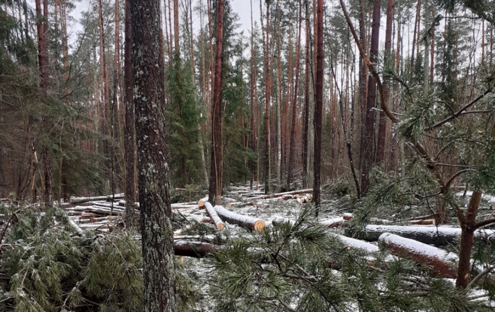 Be savininkų žinios iškirto mišką: gresia nemenka bauda