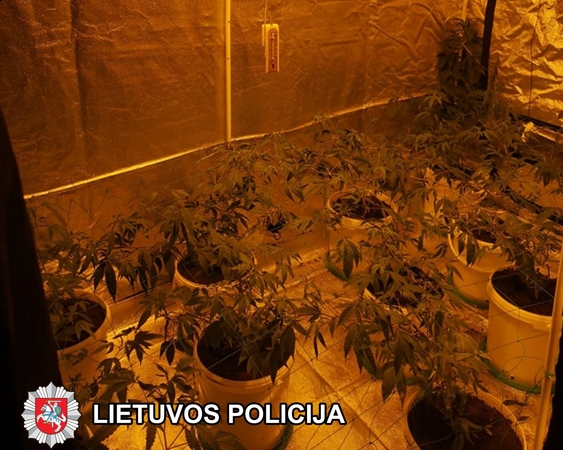 Demaskavo išmanią kanapių auginimo laboratoriją: joje – ir nuotoliniu būdu reguliuojama temperatūra