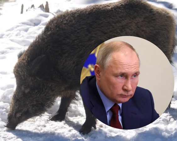 Vokietijoje gyvenančiam šernui Putinui ieškoma naujo vardo