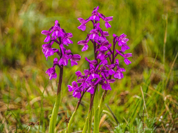 Užfiksavo brakonierių pėdsakus: iš gamtos masiškai vagiamos orchidėjos