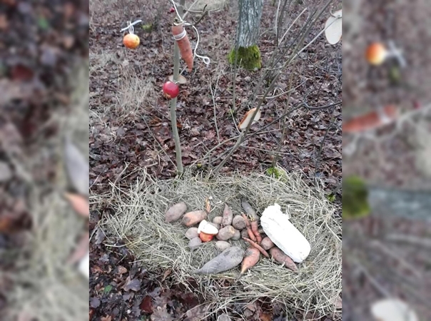 Sumanymas: moksleivių akcijos kai kuriems miško gyventojams labai patinka.