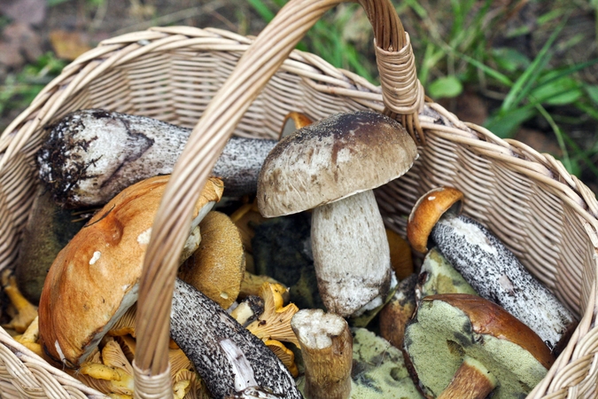 Vyras pareigūnei kaip kyšį siūlė suskaldyti malkas ir pririnkti grybų