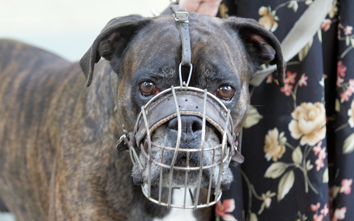 Veterinarai įspėja mopsų, bokserių ir jorkšyrų šeimininkus