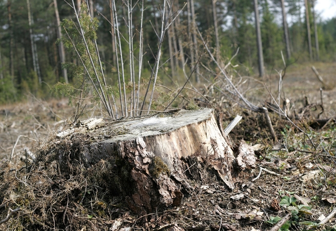 Kaip greitai sunaikinti kelmus?