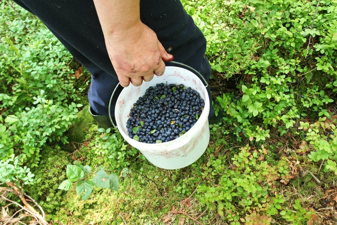 Kada, kur ir kokių uogų ieškoti