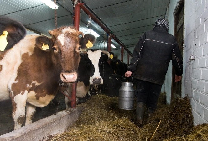 Pienininkystės sektoriui pagalbos ranką išties augantis eksportas