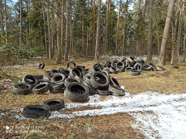 Padangų keitimo sezonas – iššūkis miškininkams: jau renka kalnus padangų