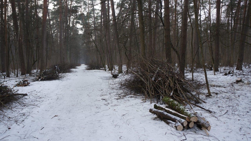 Tvarkomas vilniečių mėgstamas Vingio parkas
