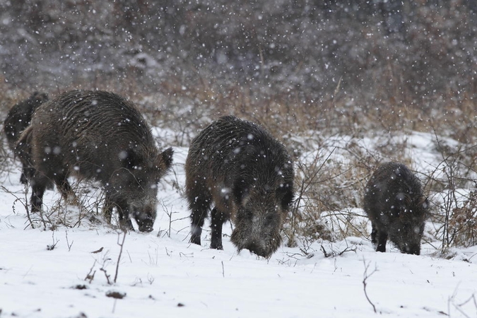 Ignalinos rajone – naujas afrikinio kiaulių maro atvejis 