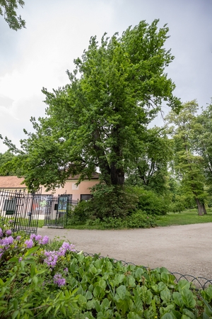Sostinės savivaldybė patvirtino brandžių medžių tvarkymo rekomendacijas
