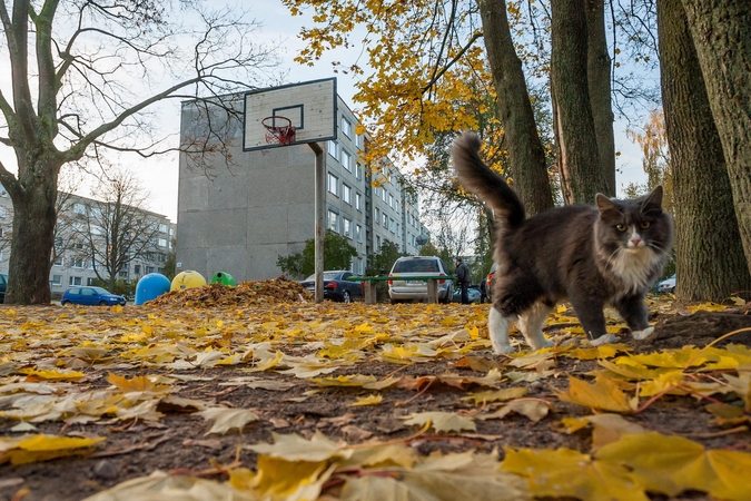 Iš sostinės gatvių jau išvežta beveik 2 tūkst. tonų lapų