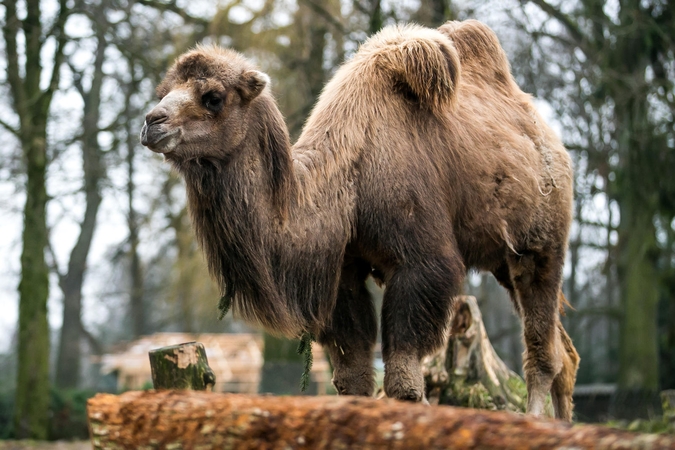 Lietuvos zoologijos sode apsigyveno Gražuolė