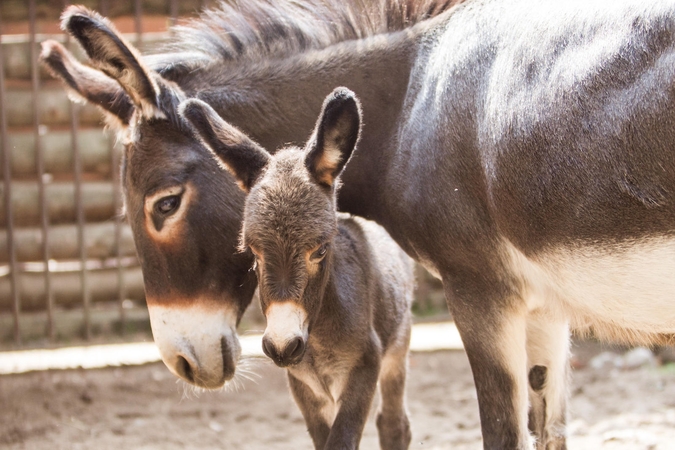 Po 12 metų pertraukos Lietuvos zoologijos sode gimė asiliukas