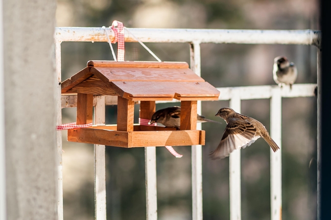Skirtingi paukščiai liudija apie ypatingus pokyčius