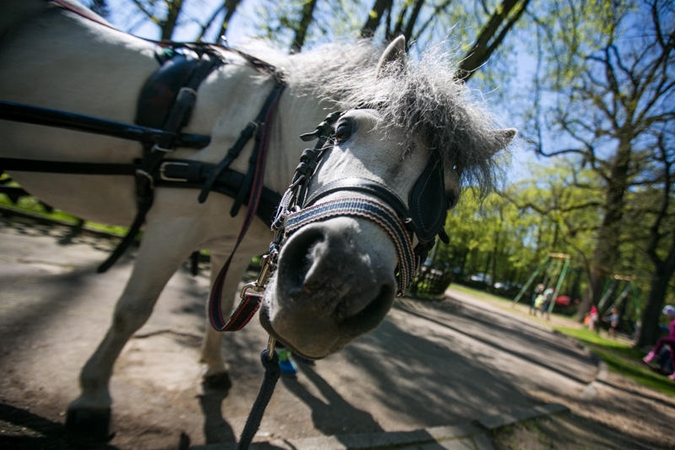 Beždžionės ignoravo zoologijos sodo sezono atidarymą