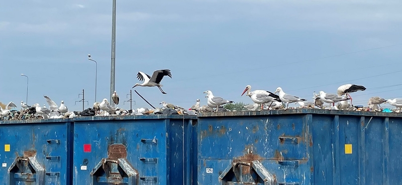 Buitinių ir maisto atliekų „mišrainė“ skleidžia aitrų kvapą ir kaip magnetas traukia paukščius.