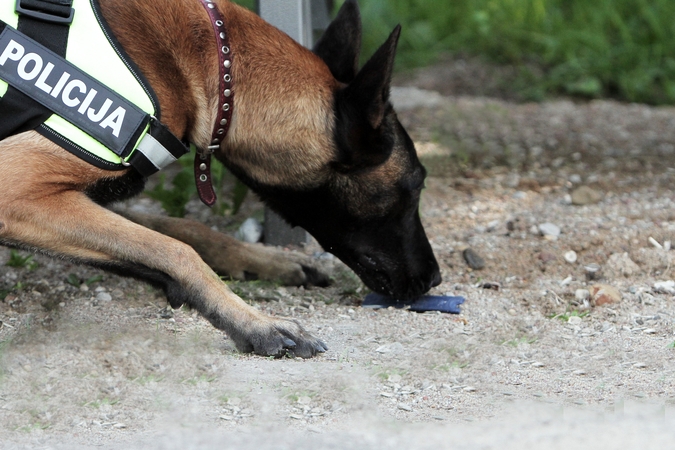 Tarnyba: policijos tarnybiniai šunys apmokyti suuosti daugelio rūšių kvaišalus.