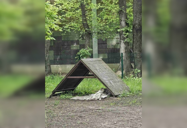 Įvaizdis: šunų treniravimui skirtoje aikštelėje benamio guolis bado akis keturkojų šeimininkams ir praeiviams.