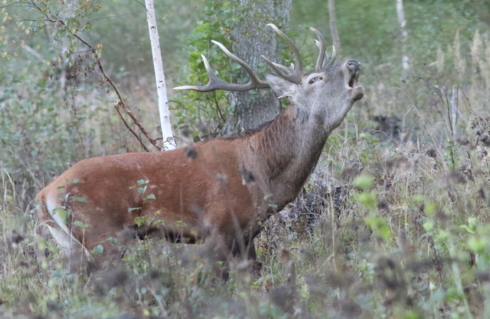 Lietuvos miškuose – reta galimybė išgirsti elnių baubimą 