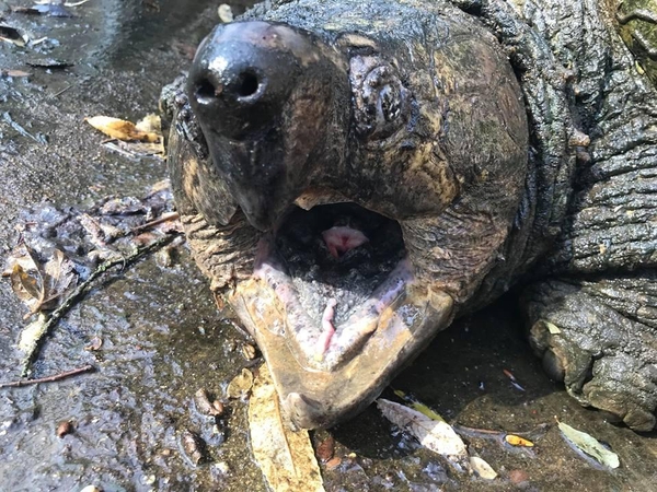 Pavogė dešimtis itin retų vėžlių