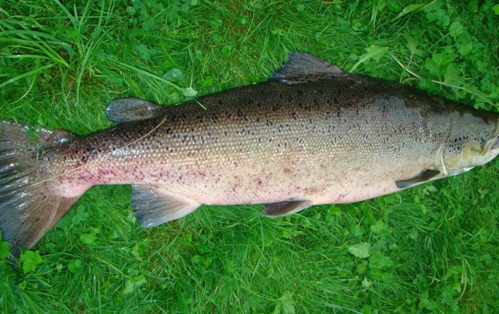 Asociatyvi nuotr.