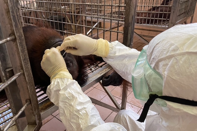 Borneo salos orangutanai patikrinti dėl COVID-19