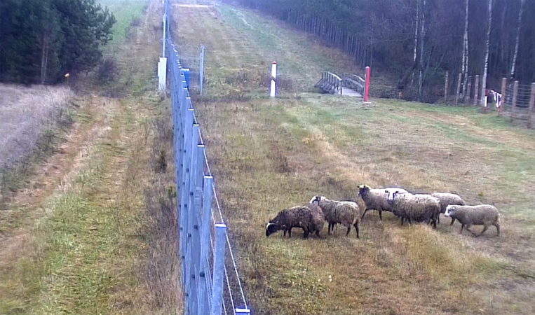 Neįprastas vaizdas: pasienį kirto avių būrys