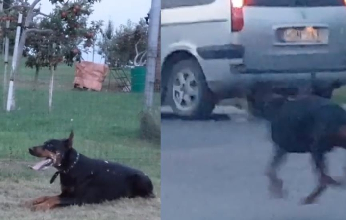 Veterinarijos gydytoja pasibaisėjo tokia „treniruote“: šuo nuvirto netoli gatvės