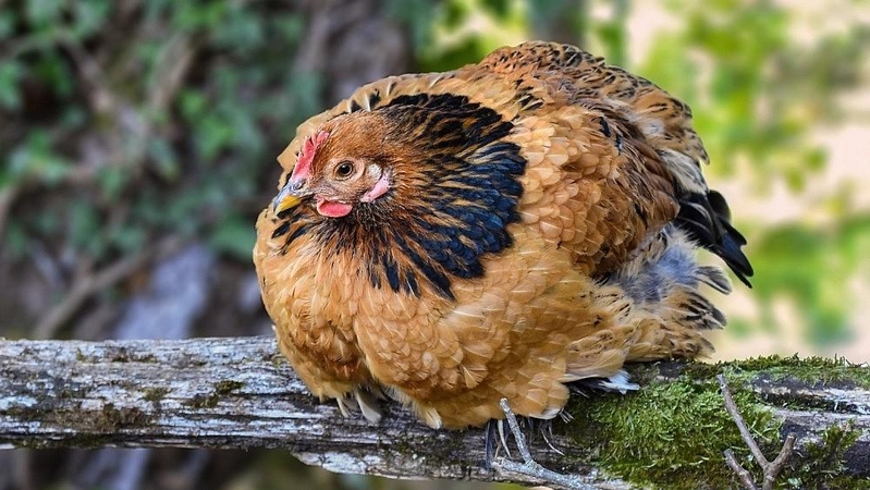 Pusė apklaustųjų mokėtų brangiau už geriau laikomų vištų mėsą