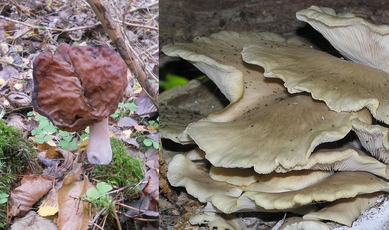 Rudeninis bobausis (kairėje), kuris yra nevalgomas, smarkiai skiriasi nuo valgomų gluosninių kreivabudžių sambūrio.