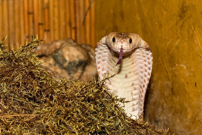 Asociatyvi nuotr.