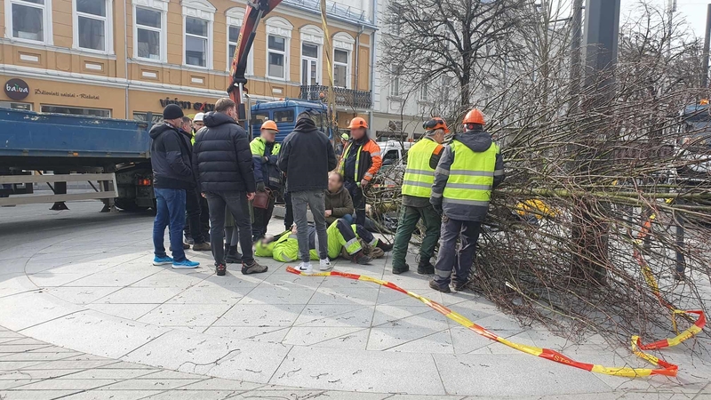 Laisvės alėjoje sodinant liepas ant žmogaus užvirto medis