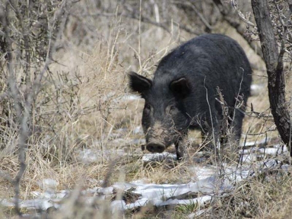 Per savaitę afrikinis kiaulių maras nustatytas 14 šernų