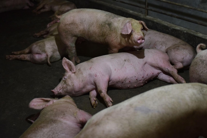 Kiaulių maras Rumunijoje – didžiausias nuo Antrojo pasaulinio karo