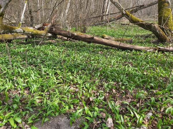 Klaipėdos rajono gyventojai miškuose dairosi meškinio česnako