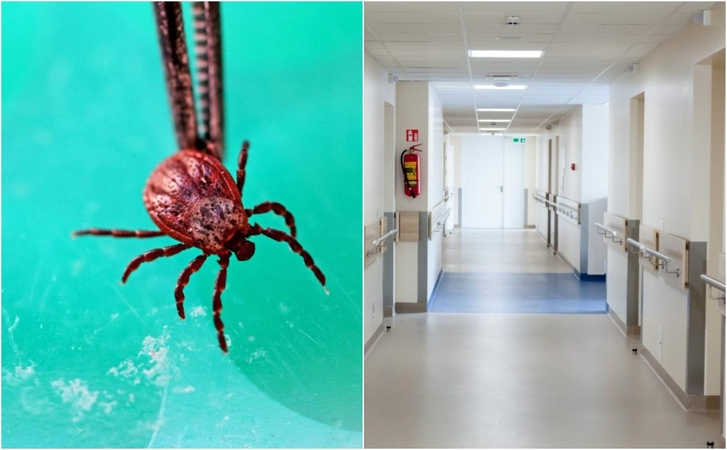 Dėl erkinio encefalito trys šeimos nariai paguldyti į ligoninę: užkrėtė ne erkės?