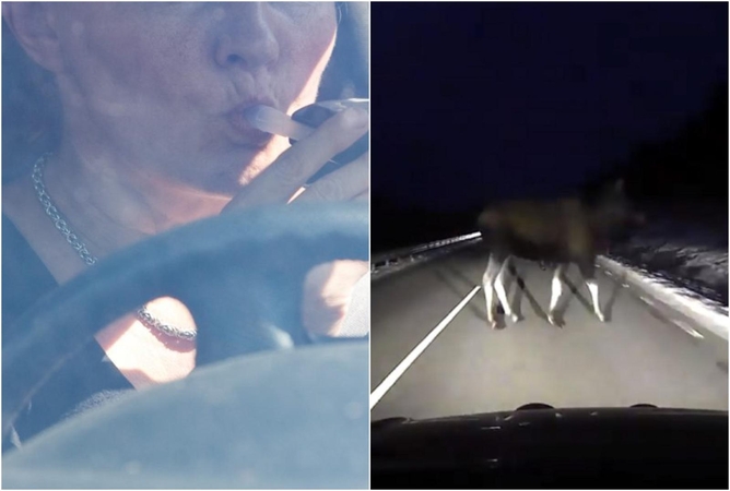 Skaudus incidentas: netoli Rietavo girta moteris partrenkė briedį