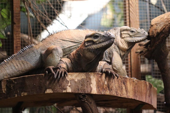 Nauji gyventojai Lietuvos zoologijos sode – Žozefina ir Bonapartas 