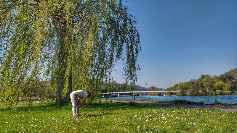 Gluosnių lapai ir žievės padarys tai, ko negali geriausi pasaulio vaistai?