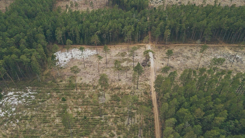 Dėl Šernų miško kirtimų – gyventojų susirūpinimas: renkami parašai